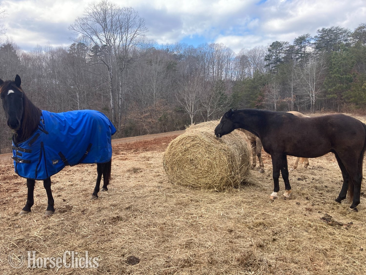 "Casey " Bay Gelding Quarter Horse in North Carolina