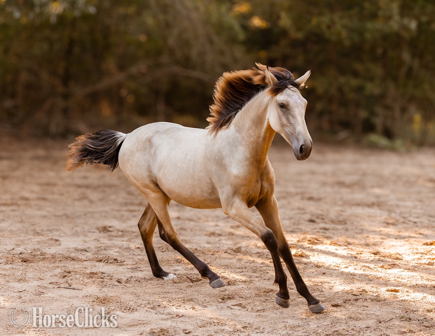 "Saharan Sunrise " Buckskin Filly Andalusian in Texas
