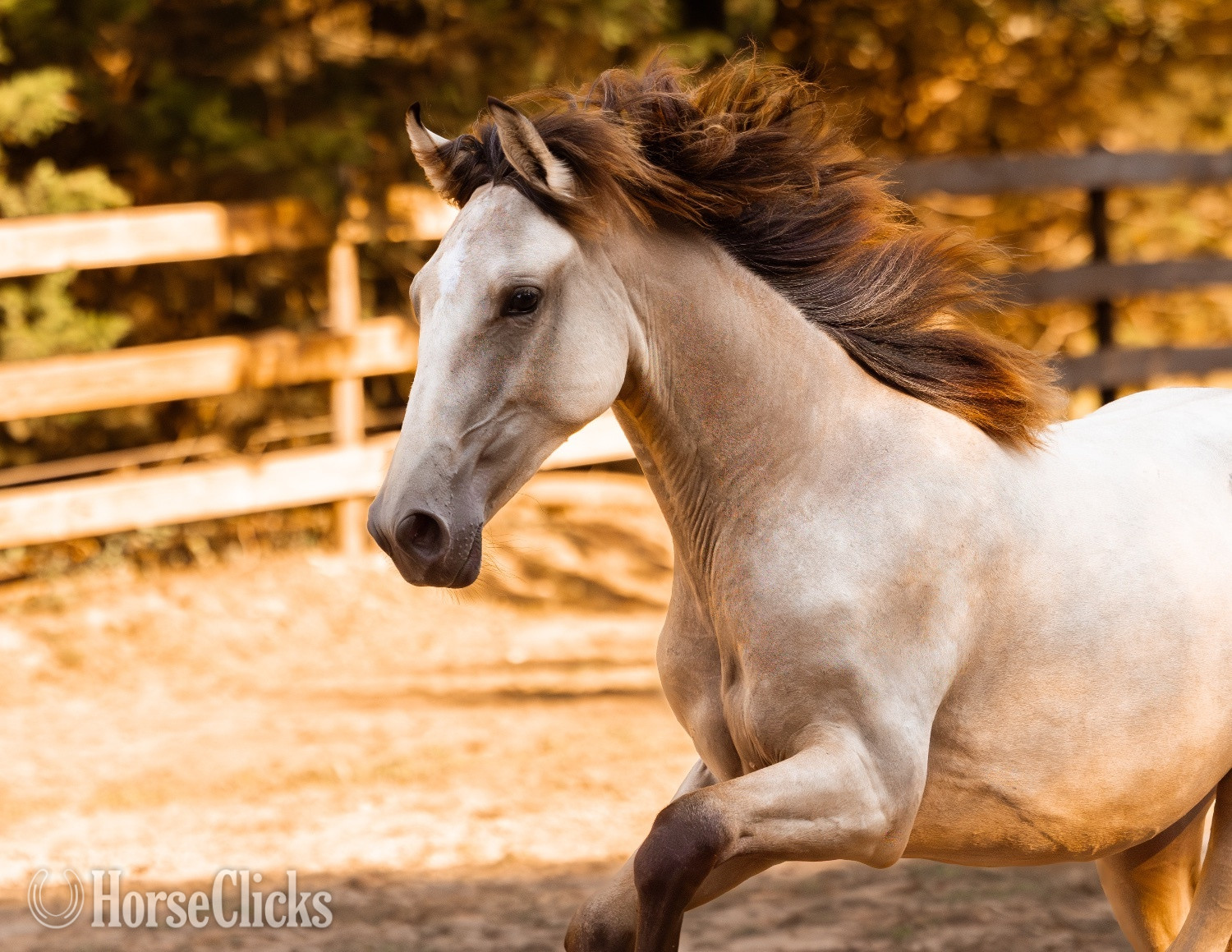 "Saharan Sunrise " Buckskin Filly Andalusian