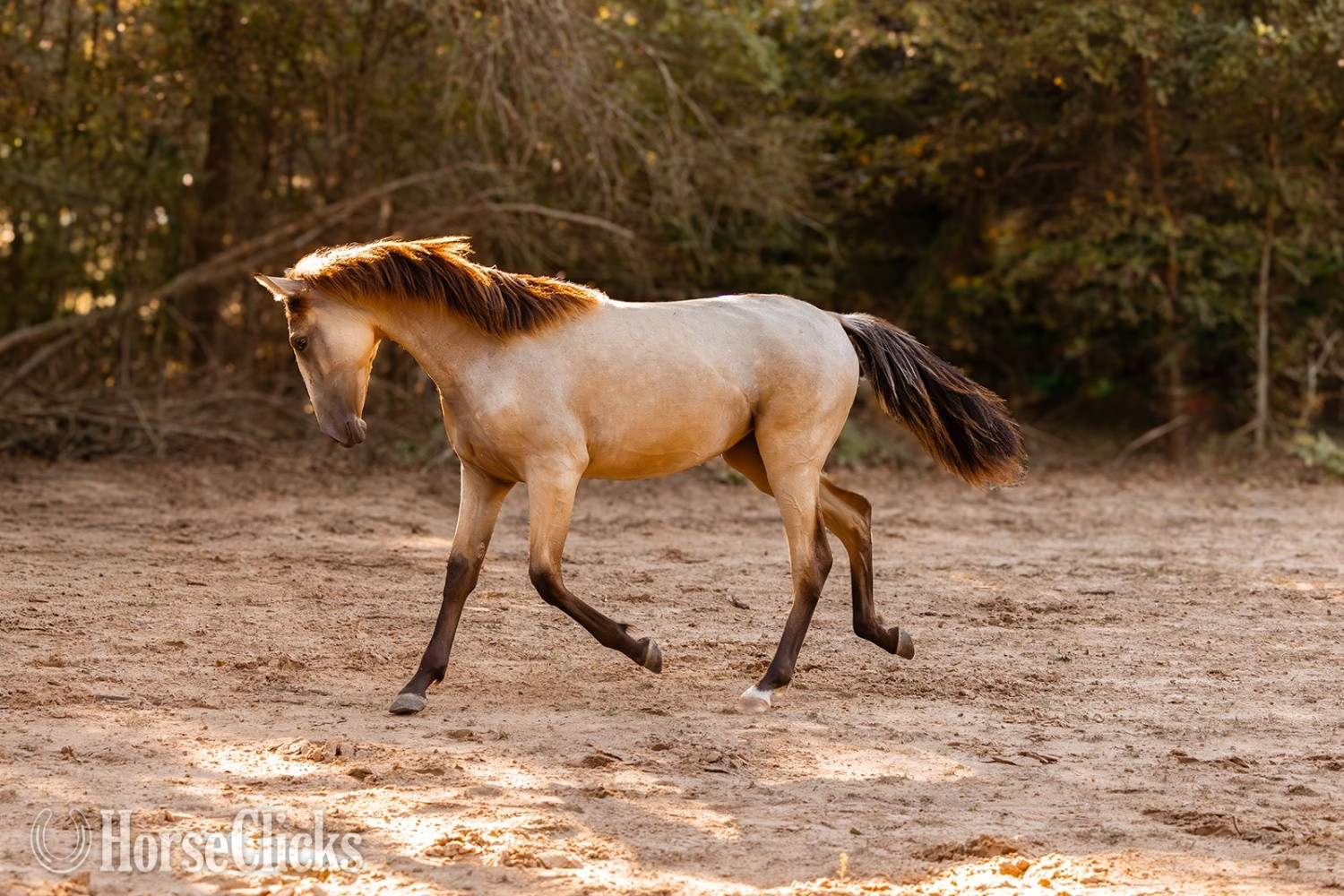 Texas "Saharan Sunrise " Buckskin Filly Andalusian