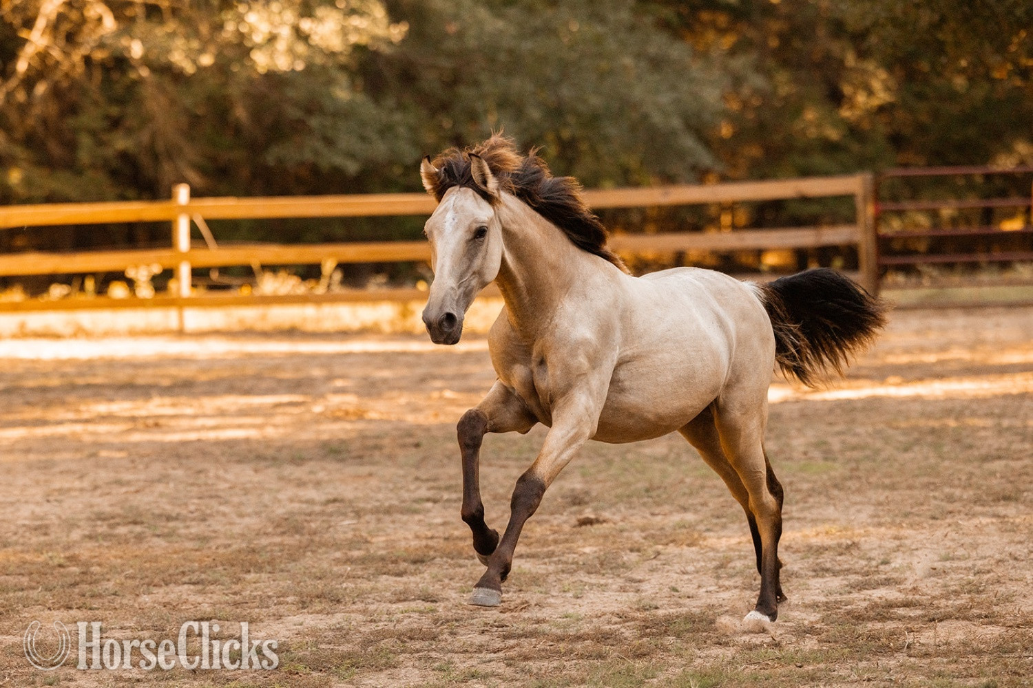 "Saharan Sunrise " Buckskin Filly Andalusian - Andalusian in Texas