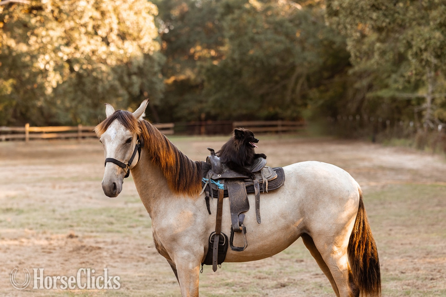 "Saharan Sunrise " Buckskin Filly Andalusian - Andalusian