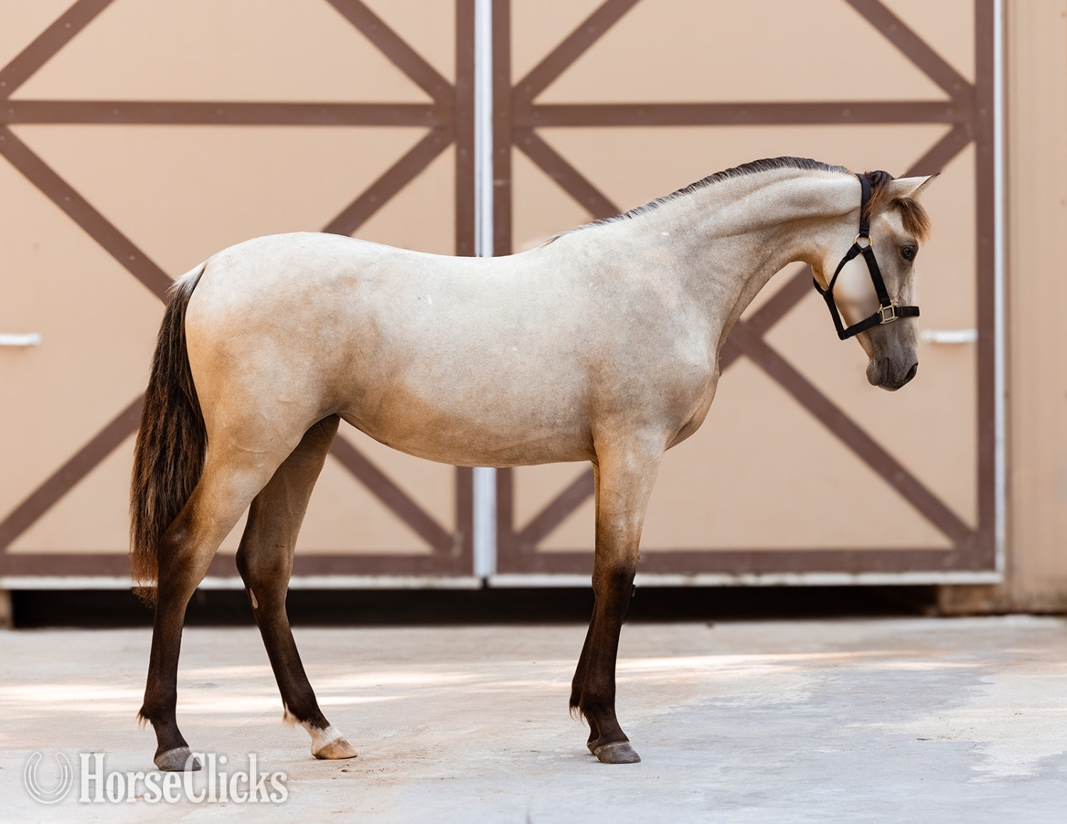 "Saharan Sunrise " Buckskin Filly Andalusian Texas