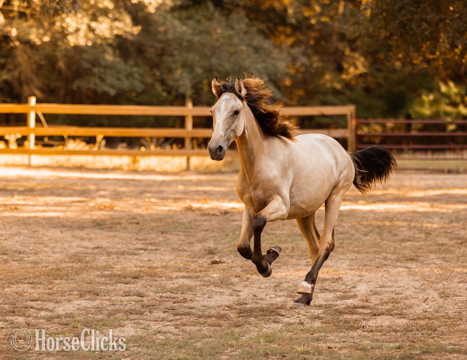 Andalusian - "Saharan Sunrise " Buckskin Filly Andalusian in Texas