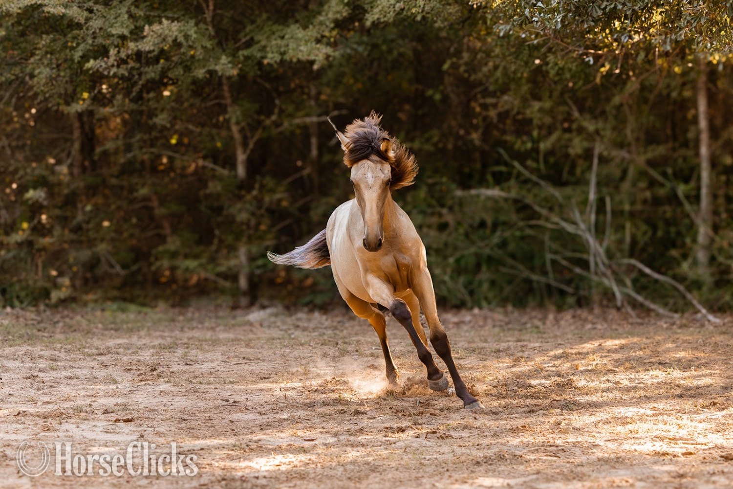 Andalusian - "Saharan Sunrise " Buckskin Filly Andalusian