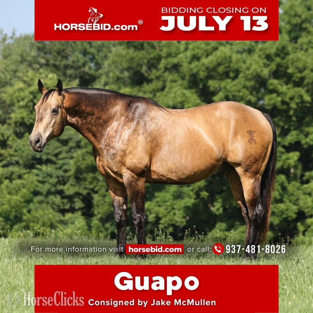 "Guapo " Buckskin Gelding Quarter Horse in Kentucky