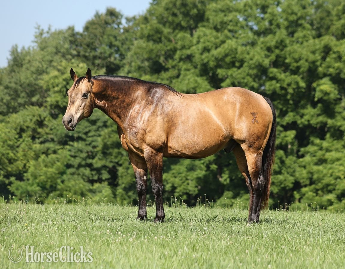 "Guapo " Buckskin Gelding Quarter Horse
