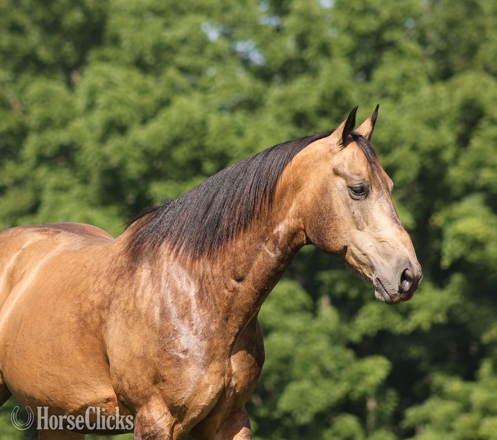 "Guapo " Buckskin Gelding Quarter Horse - Quarter Horse