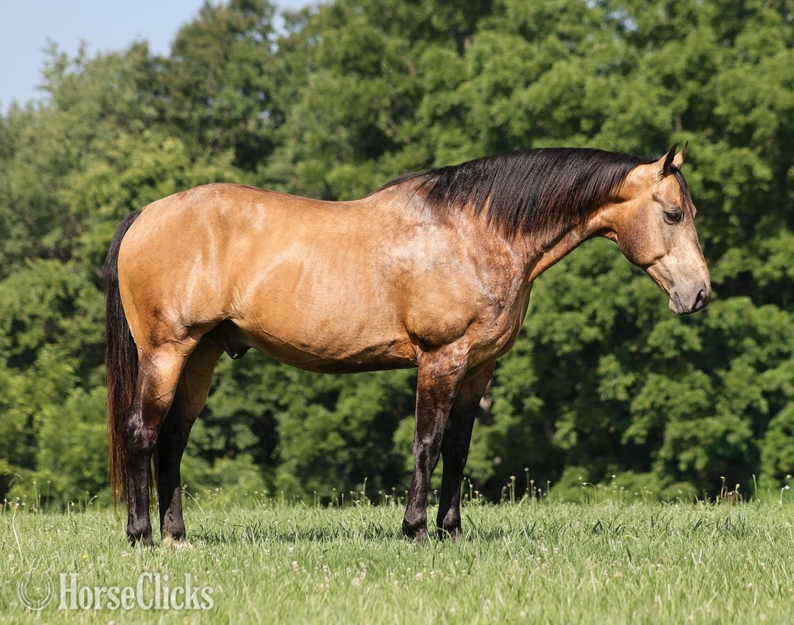 "Guapo " Buckskin Gelding Quarter Horse Kentucky