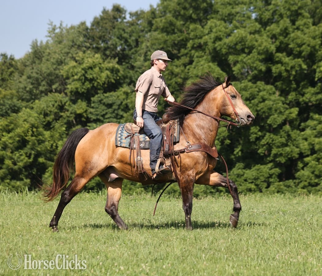 Quarter Horse - "Guapo " Buckskin Gelding Quarter Horse in Kentucky