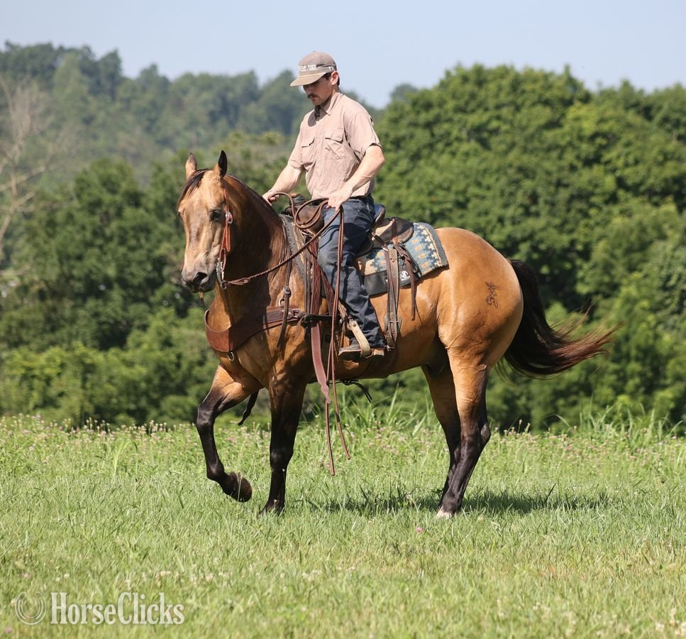 Quarter Horse - "Guapo " Buckskin Gelding Quarter Horse
