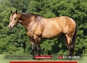 "Guapo " Buckskin Gelding Quarter Horse