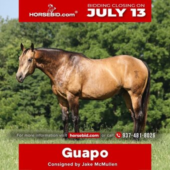 "Guapo " Buckskin Gelding Quarter Horse