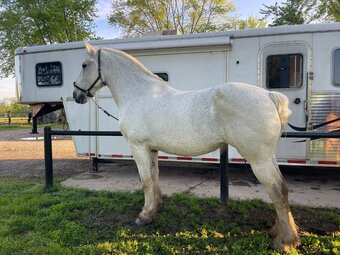 "Schumacher's Fantasy" Grey Mare Percheron