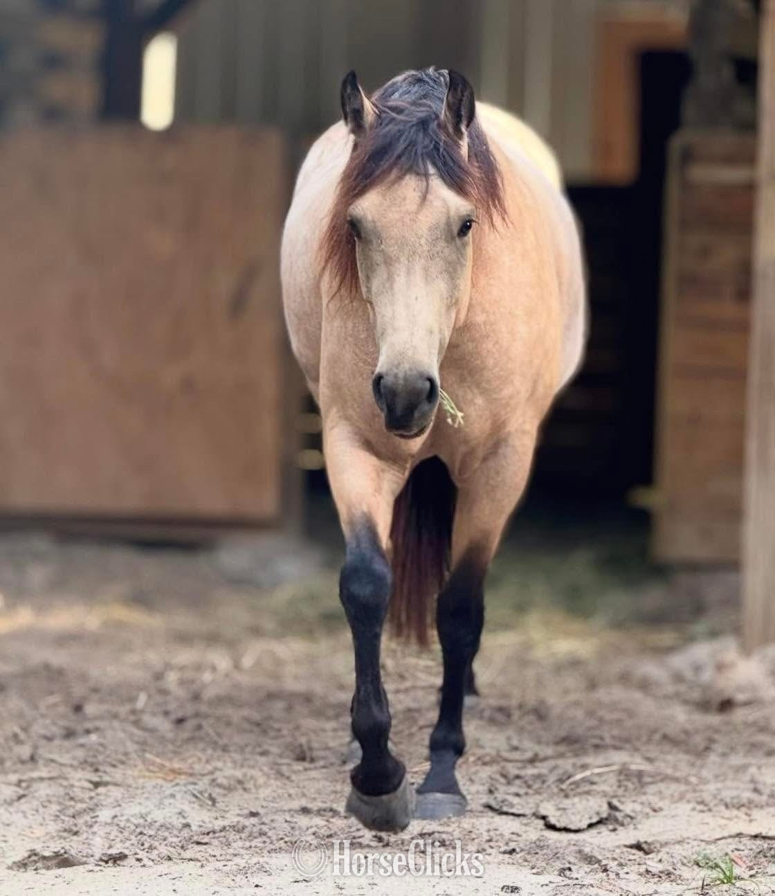 "Buddy" Dun Stallion Quarter Horse
