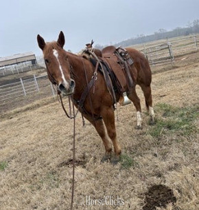 "End Sox Four five 0"  Gelding Other Breed in Texas