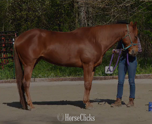 "Pocos Two Eyed Jet (Shyanne)" Sorrel Mare Appendix in Indiana