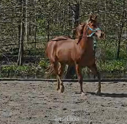 "Pocos Two Eyed Jet (Shyanne)" Sorrel Mare Appendix