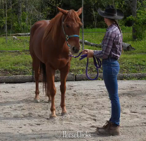 "Pocos Two Eyed Jet (Shyanne)" Sorrel Mare Appendix - Appendix in Indiana