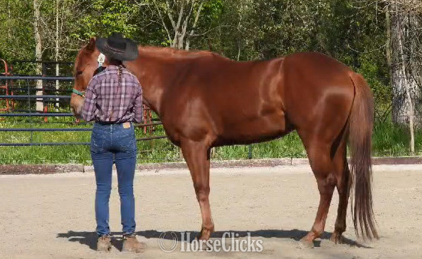 "Pocos Two Eyed Jet (Shyanne)" Sorrel Mare Appendix - Appendix