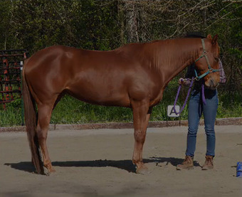 "Pocos Two Eyed Jet (Shyanne)" Sorrel Mare Appendix