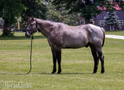 "Blue" Blue Roan Gelding Quarter Horse