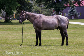 "Blue" Blue Roan Gelding Quarter Horse