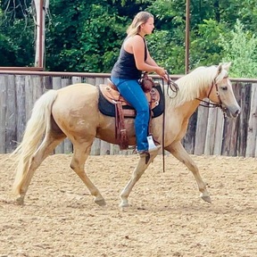 "Captain" Palomino Gelding