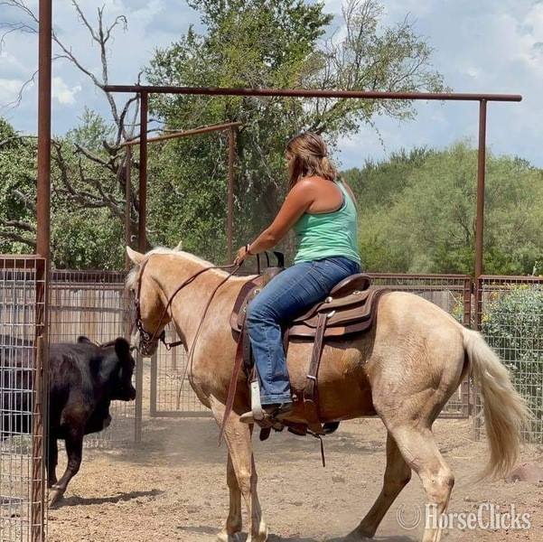 "Captain" Palomino Gelding