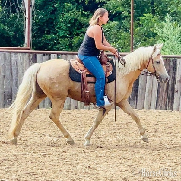 "Captain" Palomino Gelding in Texas