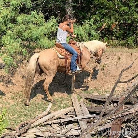 Texas "Captain" Palomino Gelding