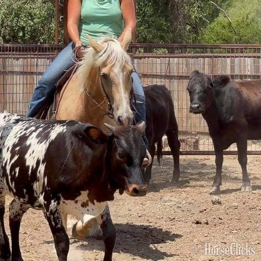 "Captain" Palomino Gelding -  in Texas