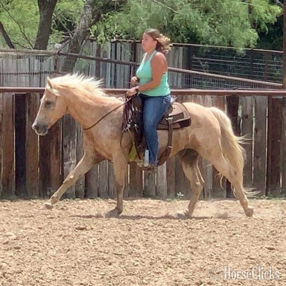 "Captain" Palomino Gelding - 