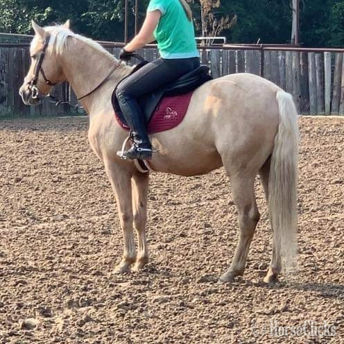 "Captain" Palomino Gelding Texas