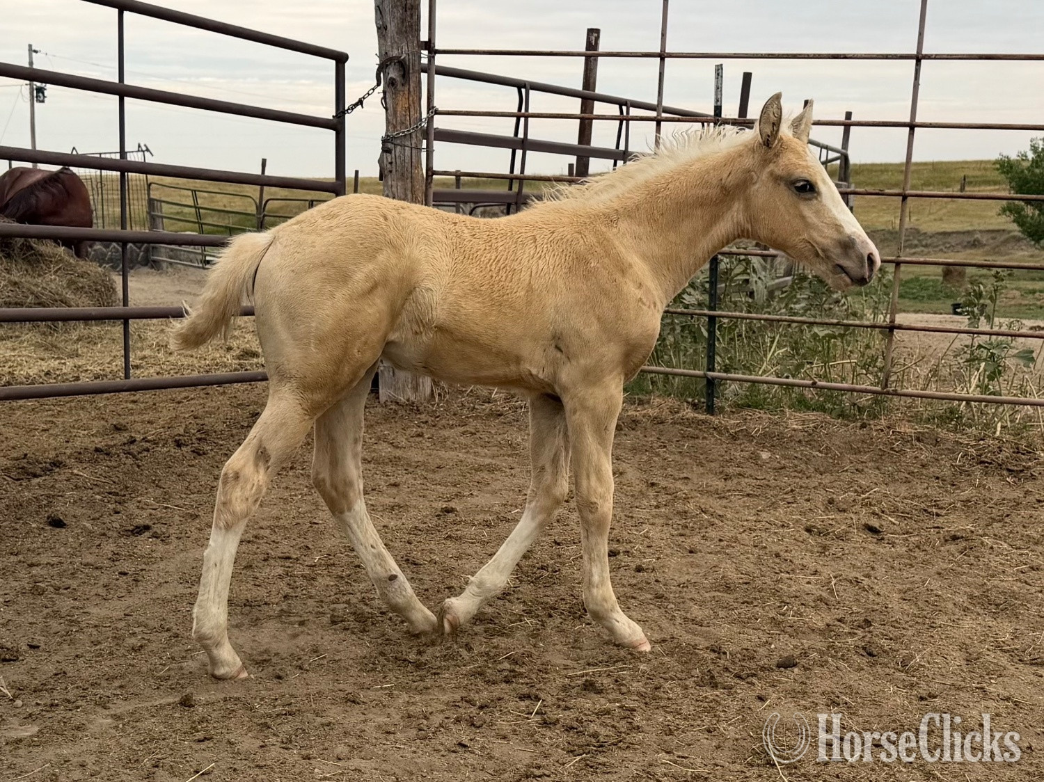 "Fancy 2026 colt" Palomino Colt Quarter Horse in South Dakota