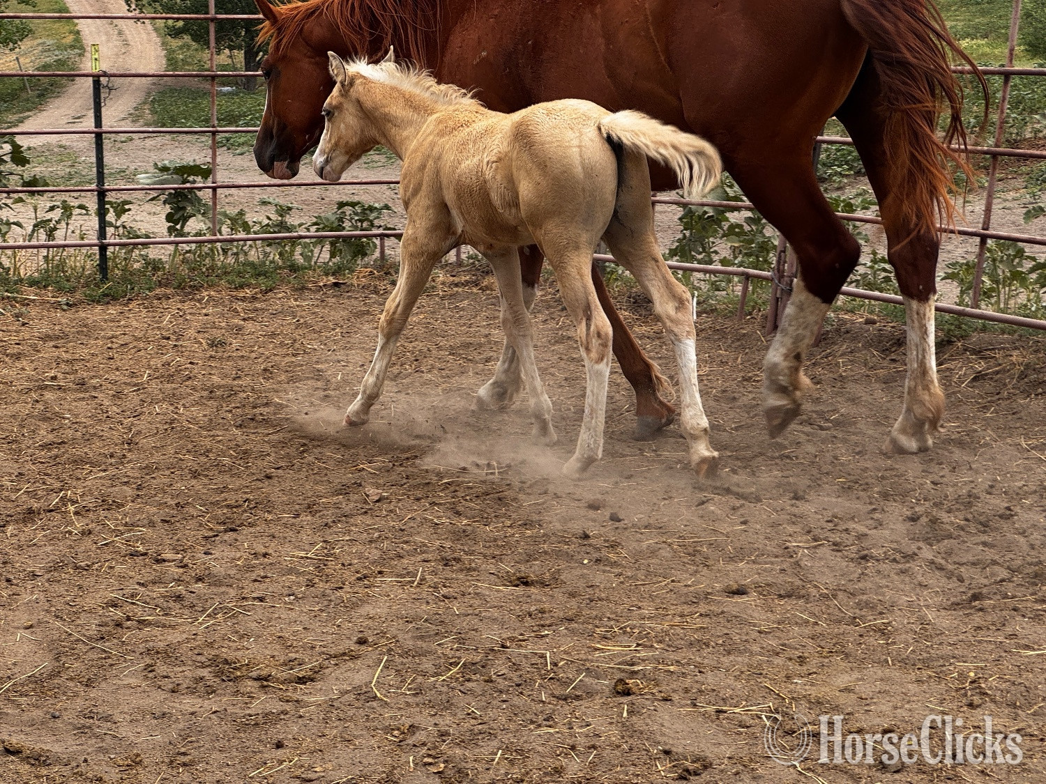 South Dakota "Fancy 2026 colt" Palomino Colt Quarter Horse