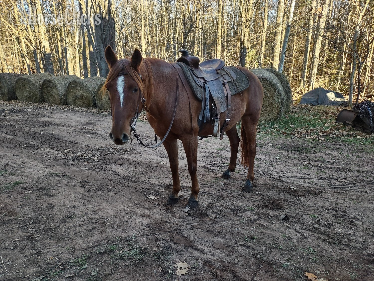 "Whitney " Sorrel Mare Tennessee Walker in Wisconsin