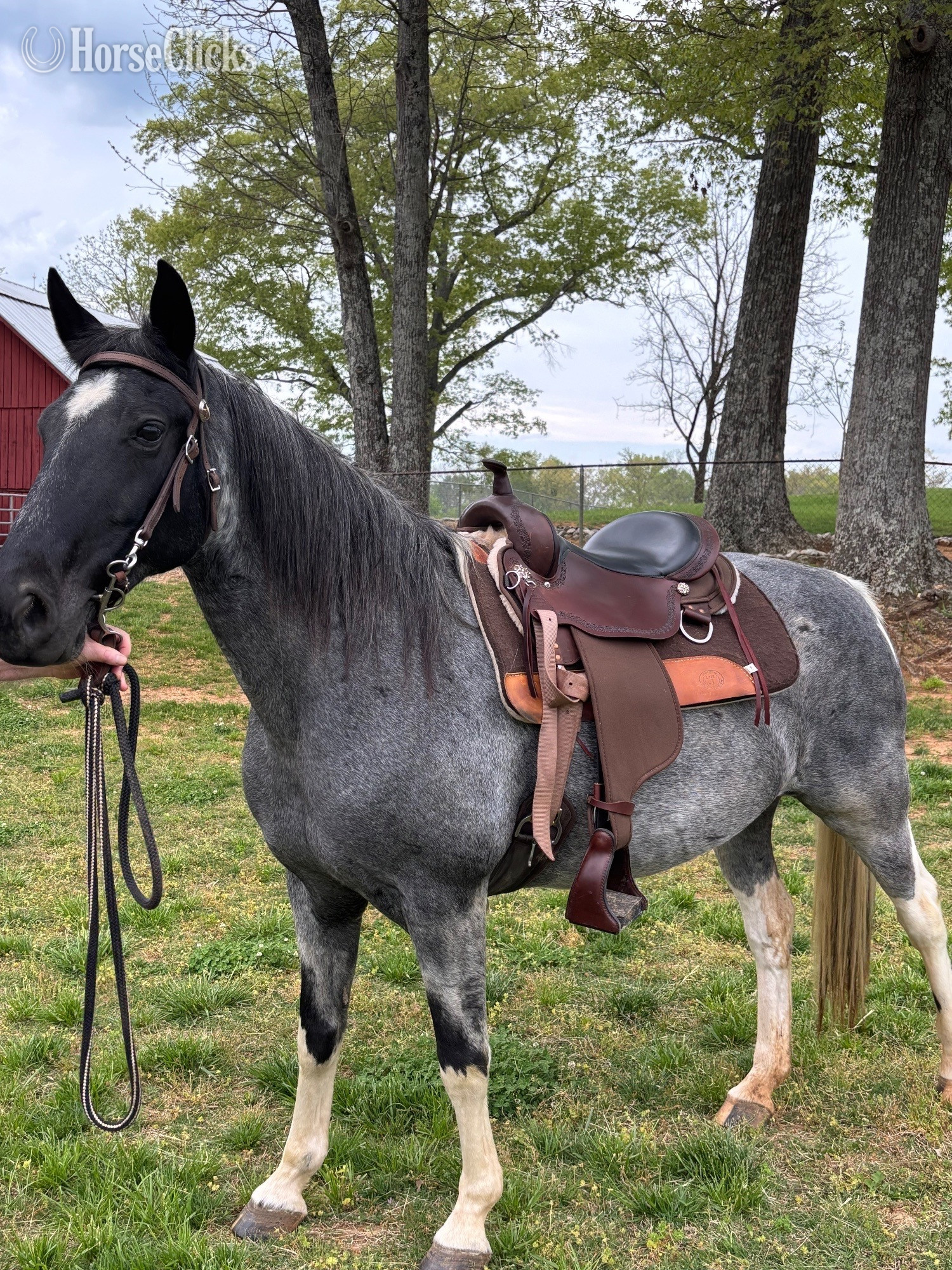 "Molly" Blue Roan Mare Spotted Saddle in Tennessee