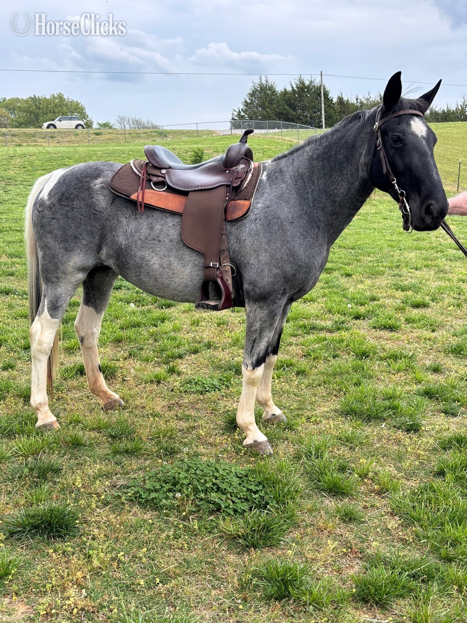 "Molly" Blue Roan Mare Spotted Saddle