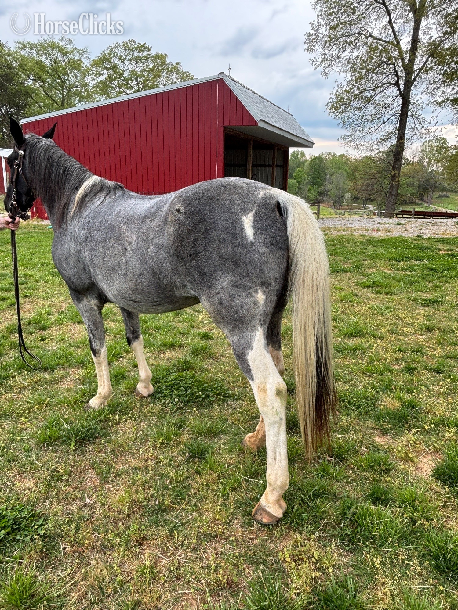 Tennessee "Molly" Blue Roan Mare Spotted Saddle