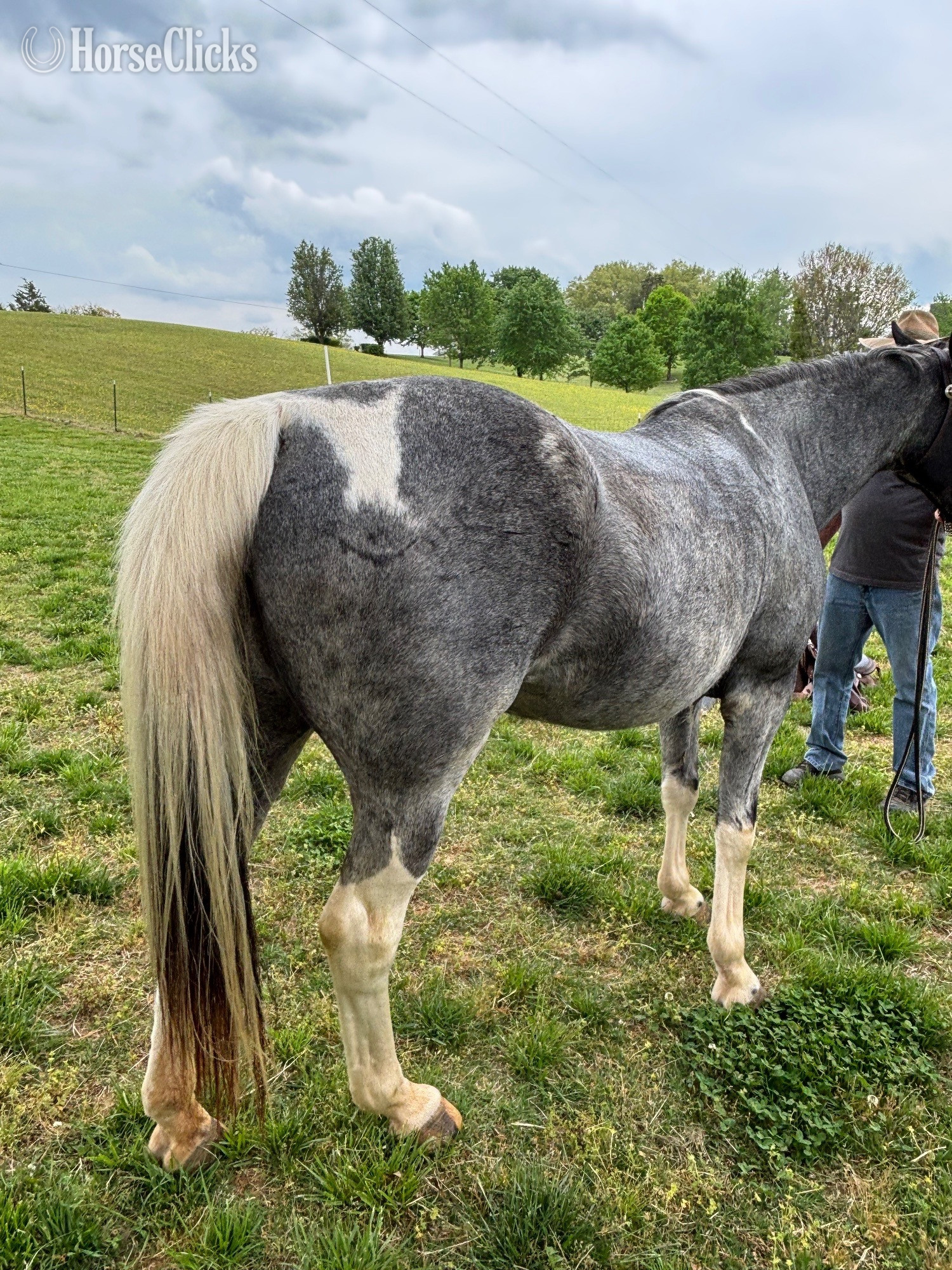 "Molly" Blue Roan Mare Spotted Saddle - Spotted Saddle in Tennessee