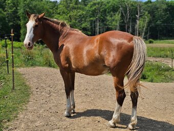 "American Desert Chrome (Rogue)" Chestnut Mare Mustang