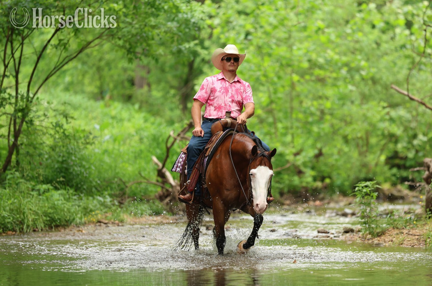 "Spooky Bay Gunner" Bay Gelding Quarter Horse