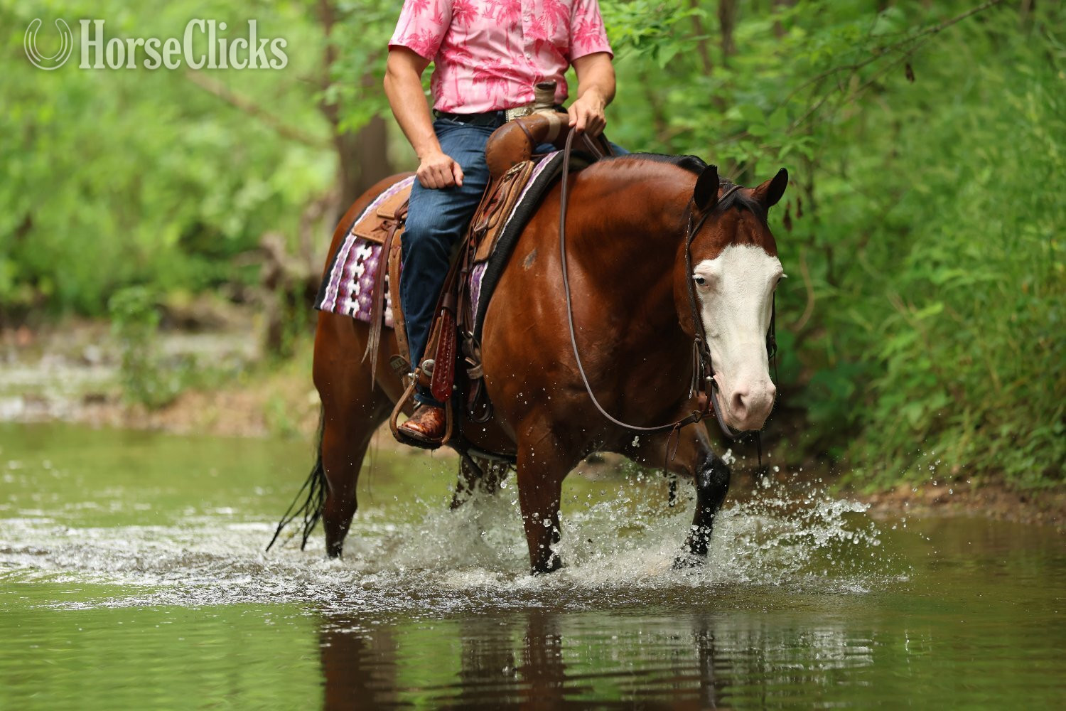 Missouri "Spooky Bay Gunner" Bay Gelding Quarter Horse