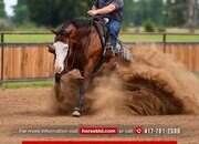 "Spooky Bay Gunner" Bay Gelding Quarter Horse