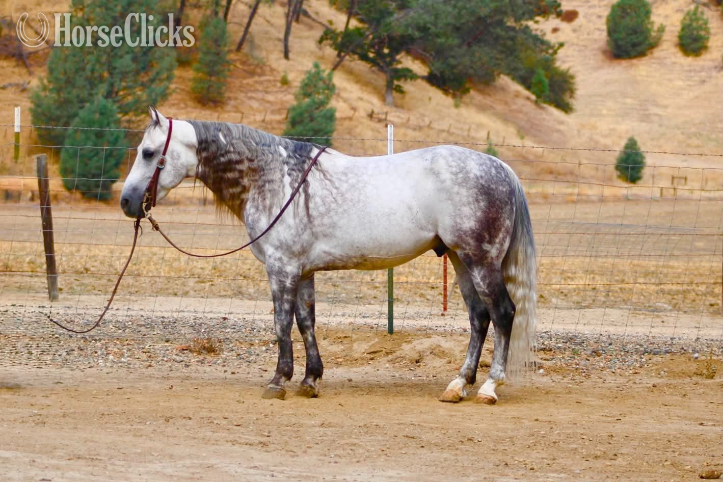 "A SILVER DOLLAR" Grey Gelding Quarter Horse