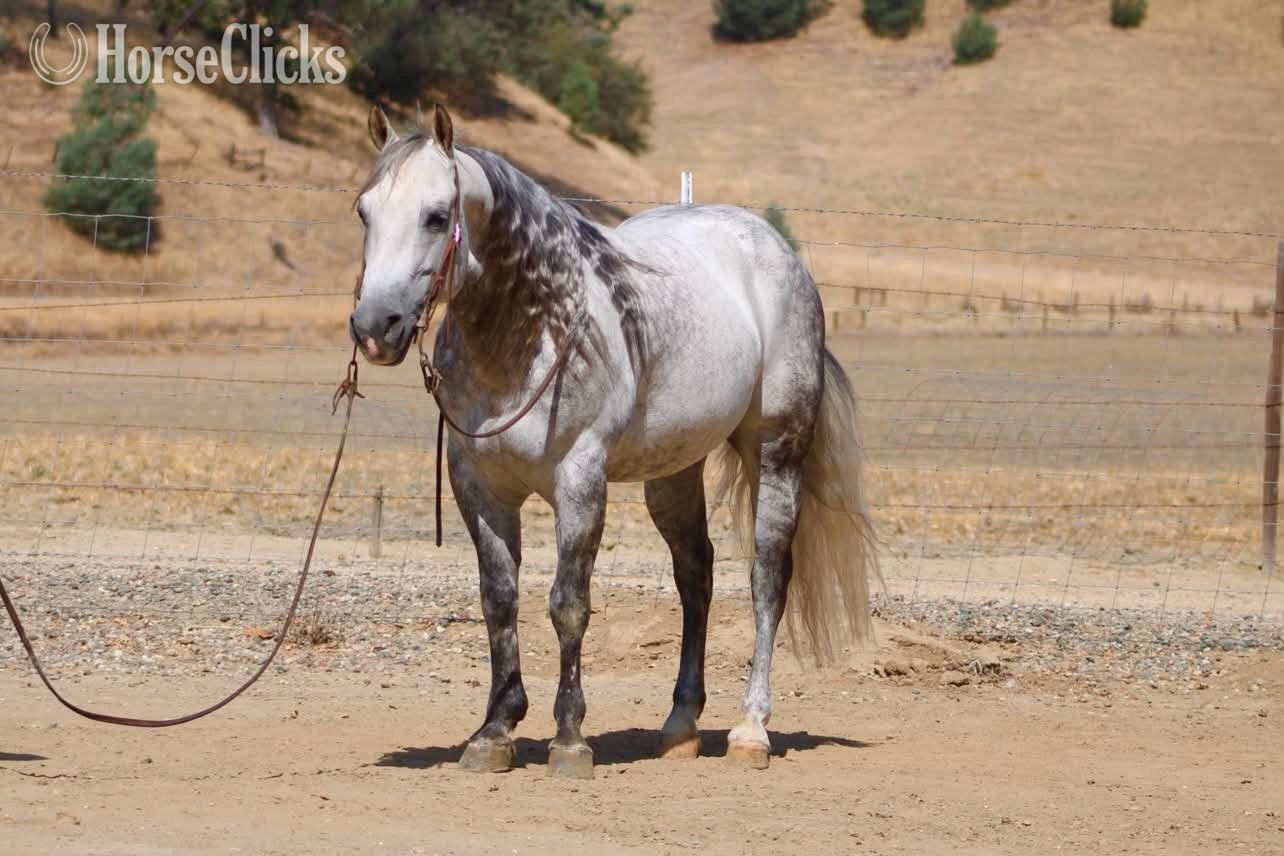 California "A SILVER DOLLAR" Grey Gelding Quarter Horse