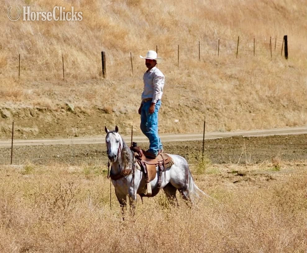 "A SILVER DOLLAR" Grey Gelding Quarter Horse - Quarter Horse in California