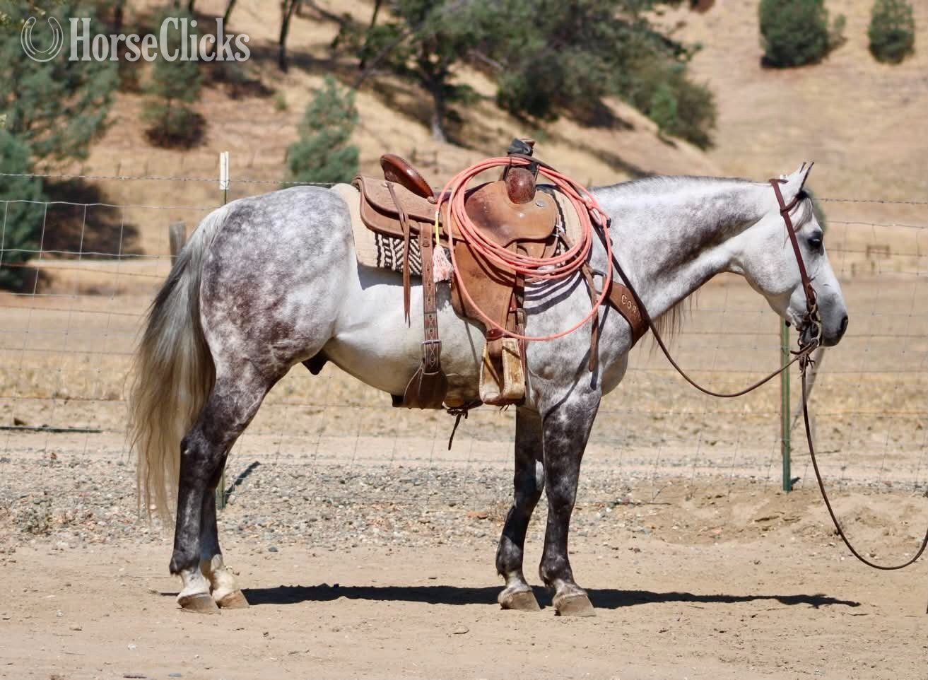 "A SILVER DOLLAR" Grey Gelding Quarter Horse - Quarter Horse