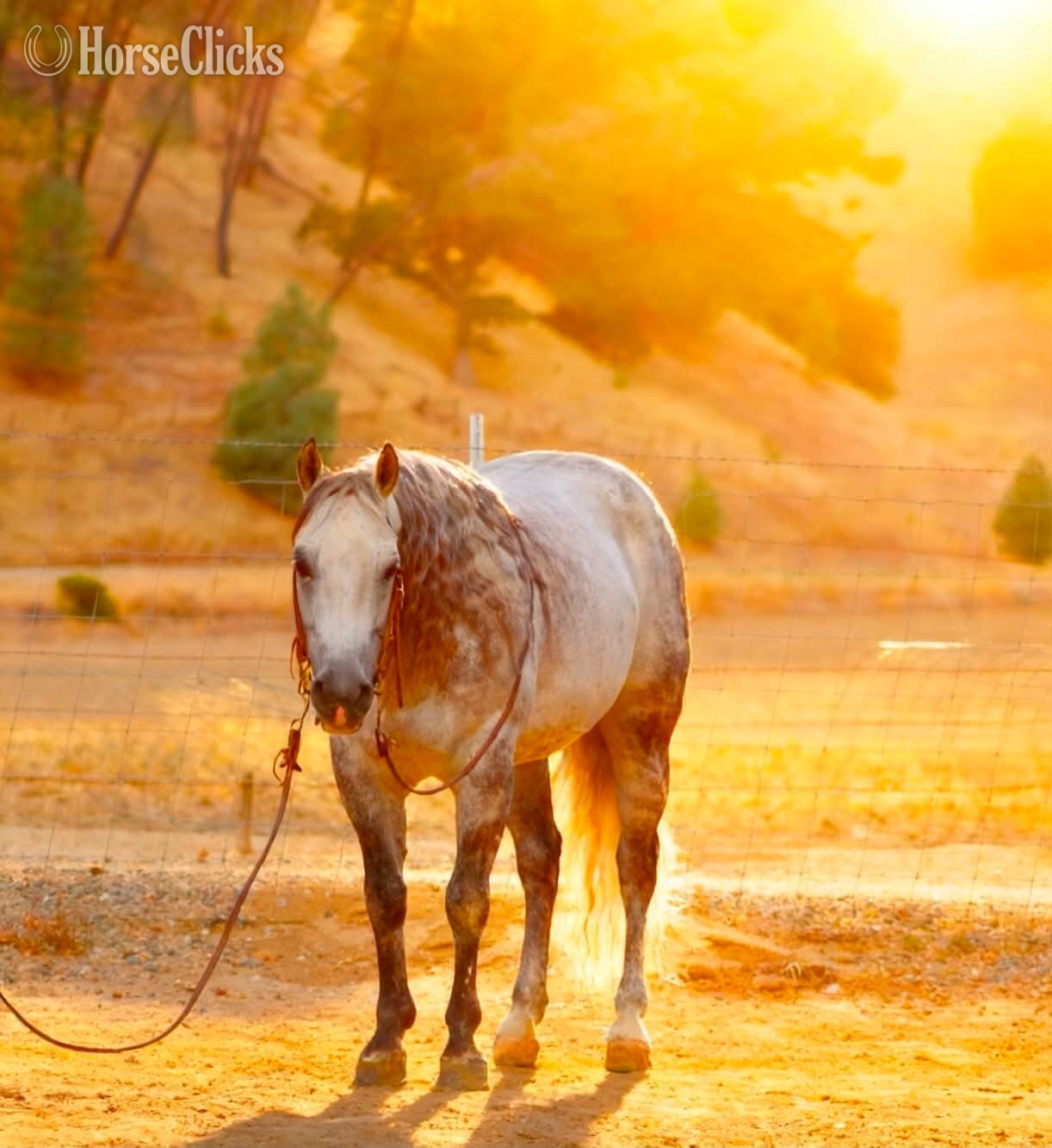 Quarter Horse - "A SILVER DOLLAR" Grey Gelding Quarter Horse in California